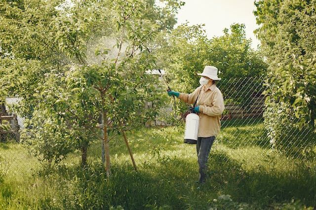 Person sprays pesticides on their orchard to prevent pests